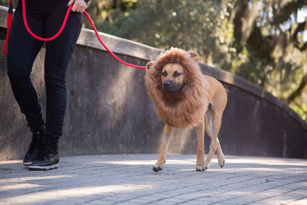 Lion Mane Costume with Ears for Medium and Big Dogs